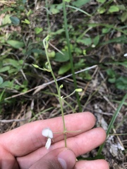 Desmodium ochroleucum