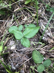 Desmodium ochroleucum