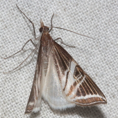 Phrataria transcissata