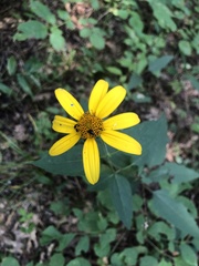 Heliopsis gracilis