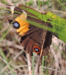 Tisiphone abeona albifascia