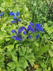 Dracocephalum grandiflorum