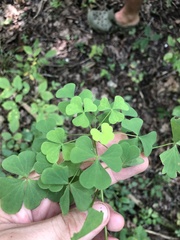 Oxalis illinoensis