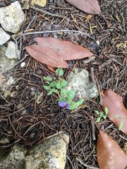 Scutellaria drummondii