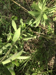 Heterotheca camporum glandulissima