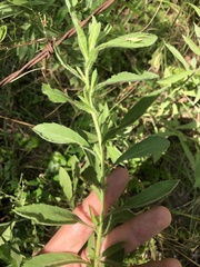 Heterotheca camporum glandulissima