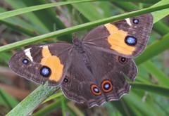 Tisiphone abeona albifascia