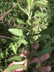 Heterotheca camporum glandulissima