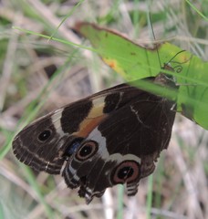 Tisiphone abeona albifascia