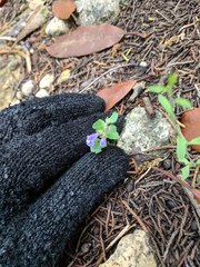 Scutellaria drummondii