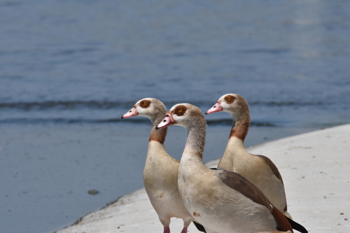 photo of Egyptian Goose (Alopochen aegyptiaca)