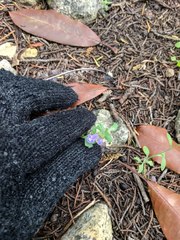 Scutellaria drummondii