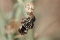 Promachus dimidiatus