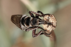Promachus dimidiatus