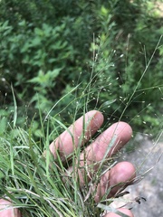 Eragrostis frankii