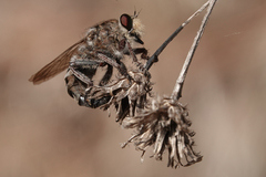 Promachus dimidiatus