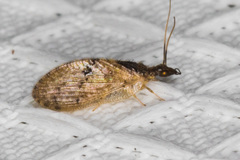 Sympherobius barberi