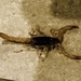 photo of California Common Scorpion (Paruroctonus silvestrii)