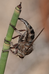 Promachus dimidiatus