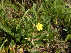 Potentilla glaucophylla