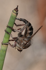 Promachus dimidiatus