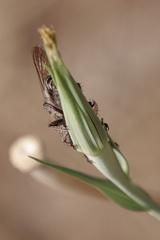 Promachus dimidiatus