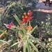 photo of Tropical Milkweed (Asclepias curassavica)