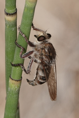 Promachus dimidiatus