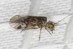 Hyalopsocus striatus