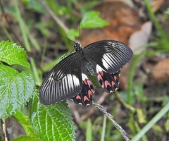 Papilio ambrax