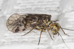 Hyalopsocus striatus