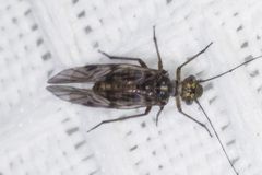 Hyalopsocus striatus