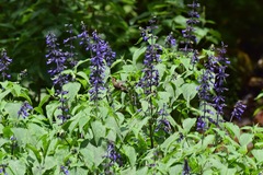 Salvia concolor
