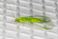 Chrysoperla comanche