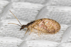 Sympherobius barberi