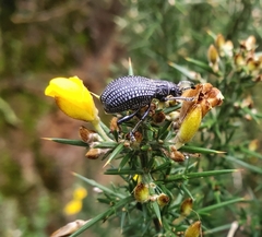 Episomus montanus