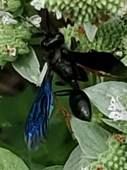 Isodontia auripes
