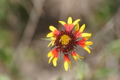 Gaillardia coahuilensis