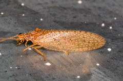 Micromus subanticus
