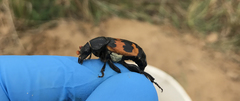 Nicrophorus marginatus