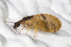 Sympherobius barberi