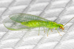 Chrysoperla comanche