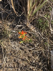 Castilleja glandulosa