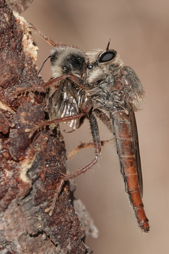 Common Rusty Robber