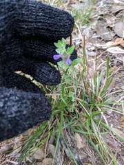 Scutellaria drummondii