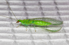 Chrysoperla comanche