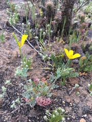Eschscholzia ramosa