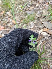 Scutellaria drummondii