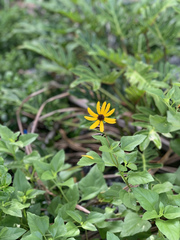 Helianthus debilis image