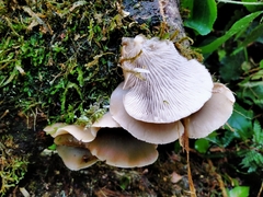 Conchomyces bursiformis